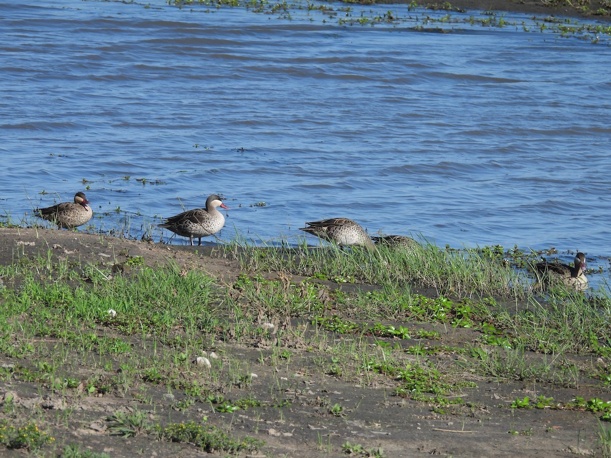 שרשיר אדום-מקור - ML646018819