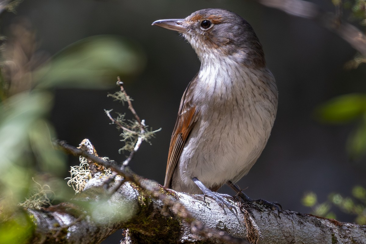 Gray Shrikethrush - ML646018820