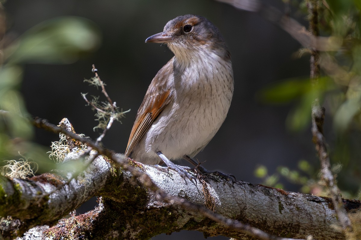 Gray Shrikethrush - ML646018821