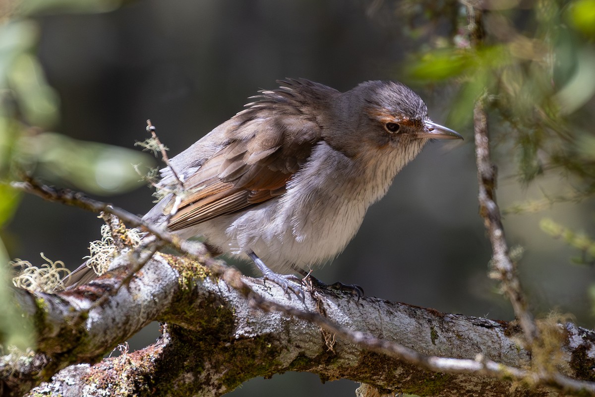 Gray Shrikethrush - ML646018822