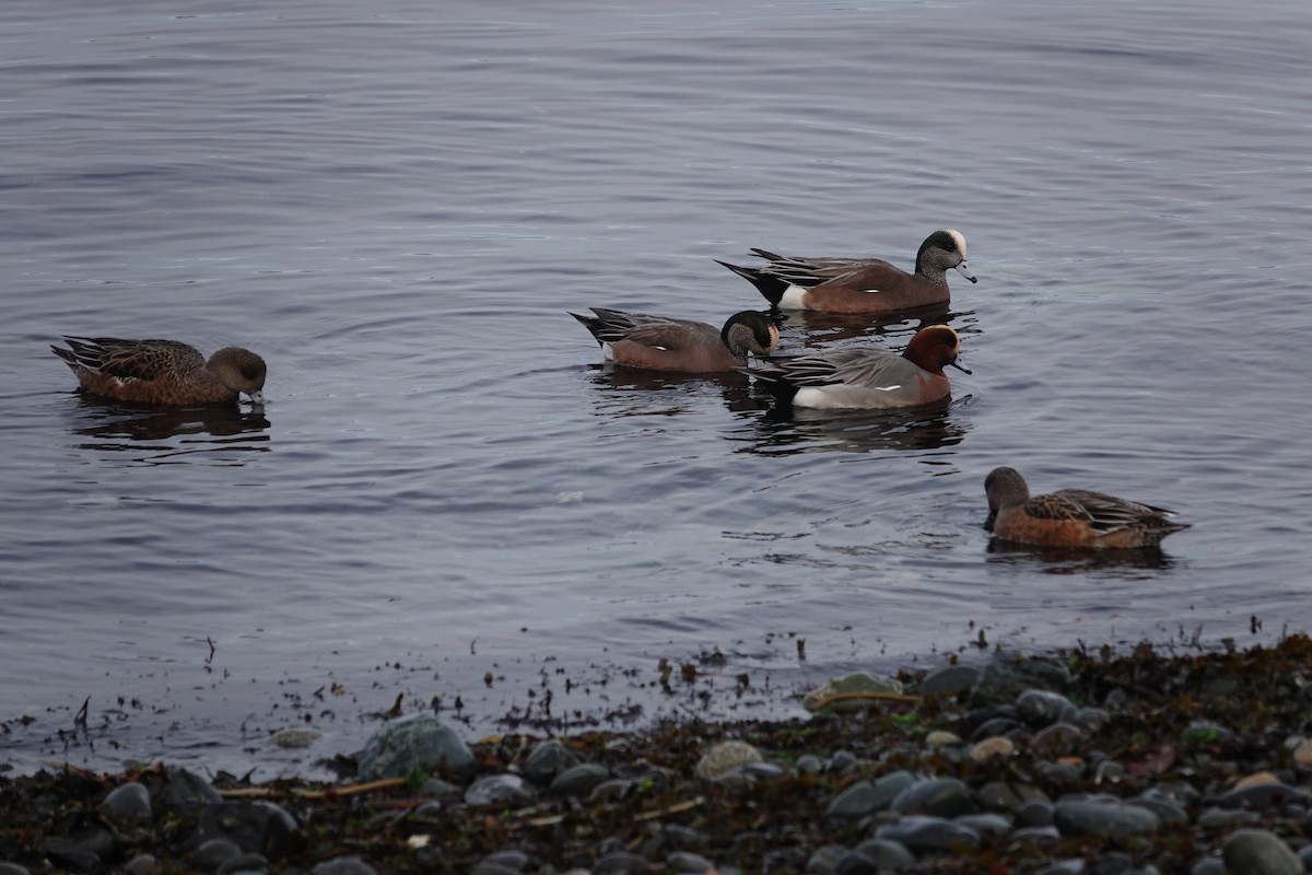 Eurasian Wigeon - ML646018825