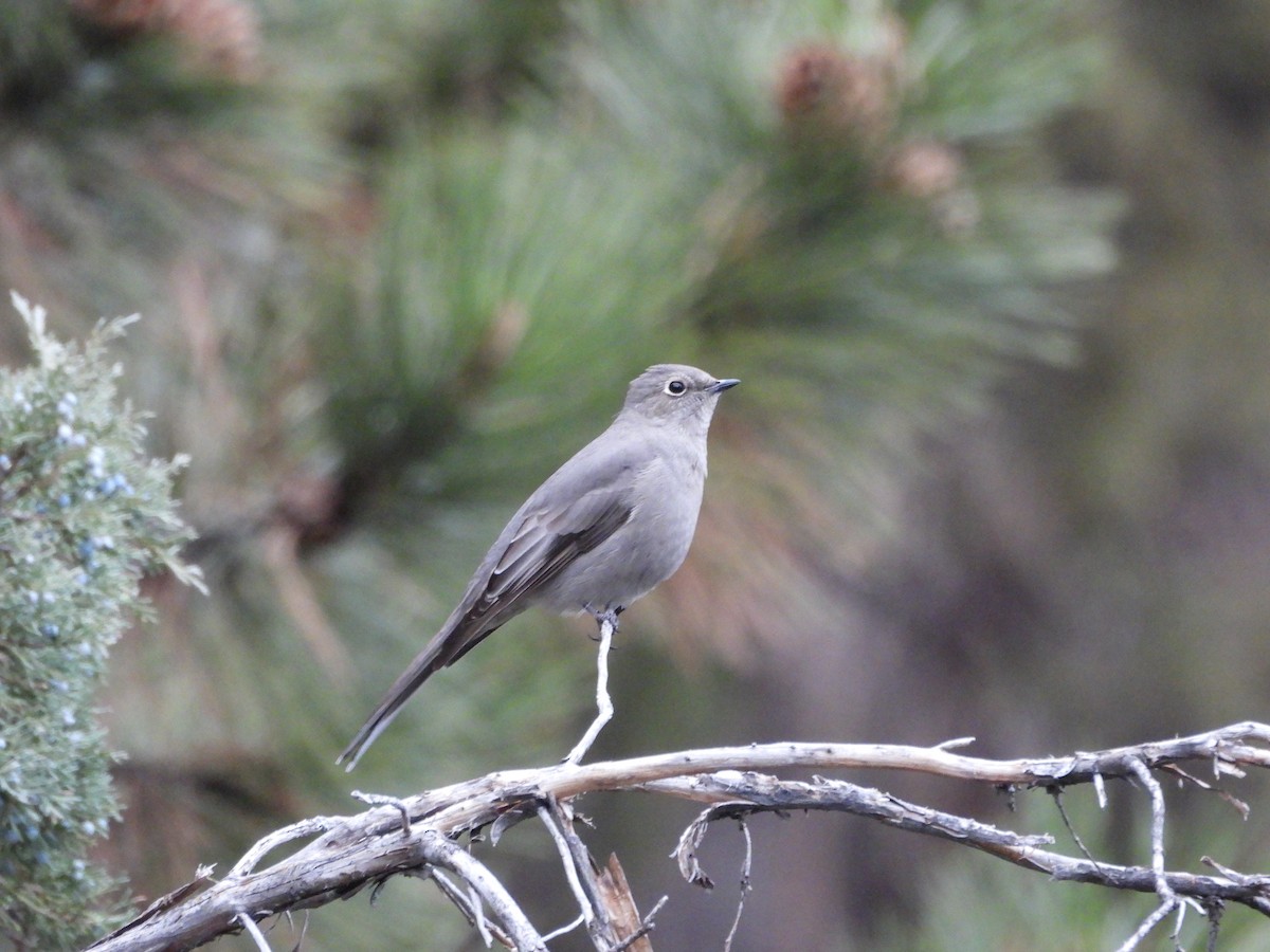 Townsend's Solitaire - ML646018826