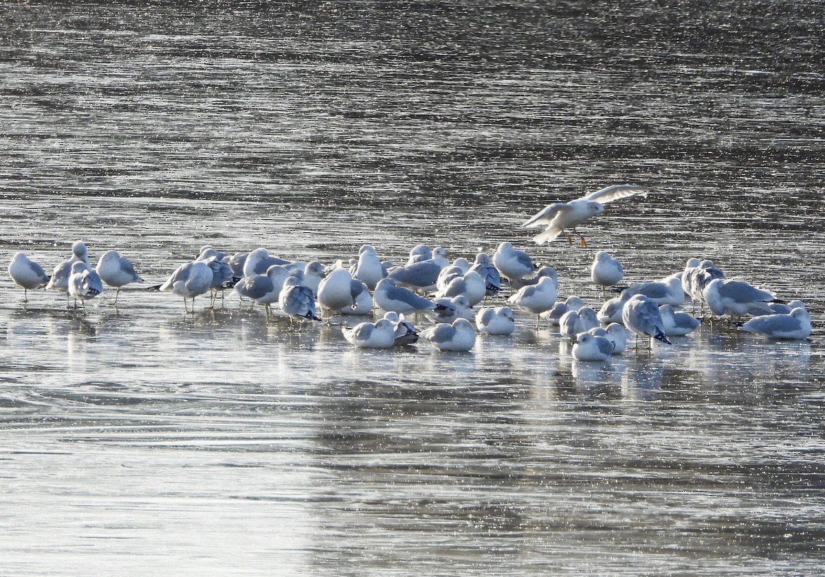 Ring-billed Gull - ML646018828