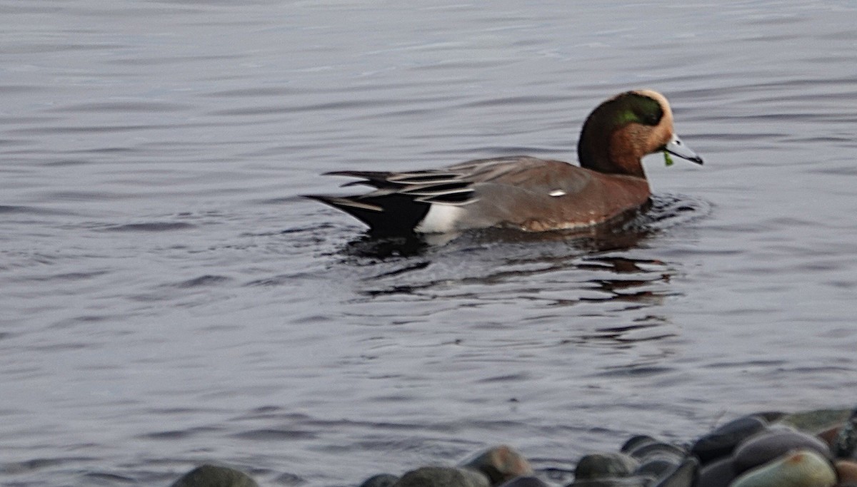 Eurasian x American Wigeon (hybrid) - ML646018829
