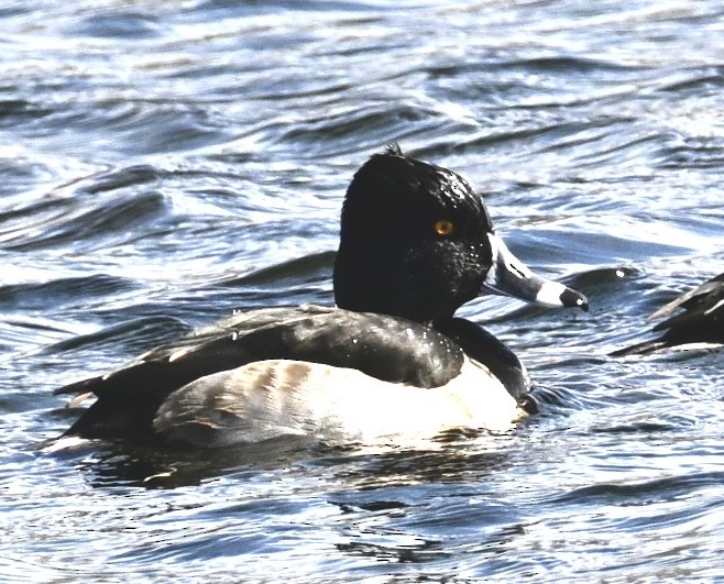 Ring-necked Duck - ML646018831