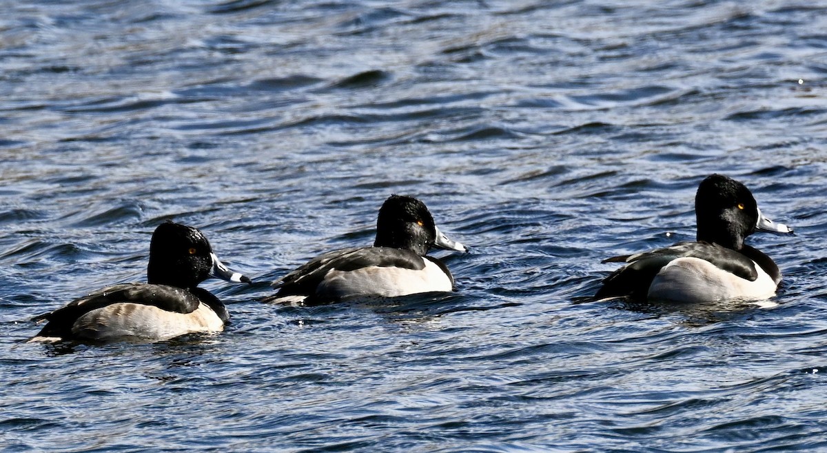 Ring-necked Duck - ML646018832