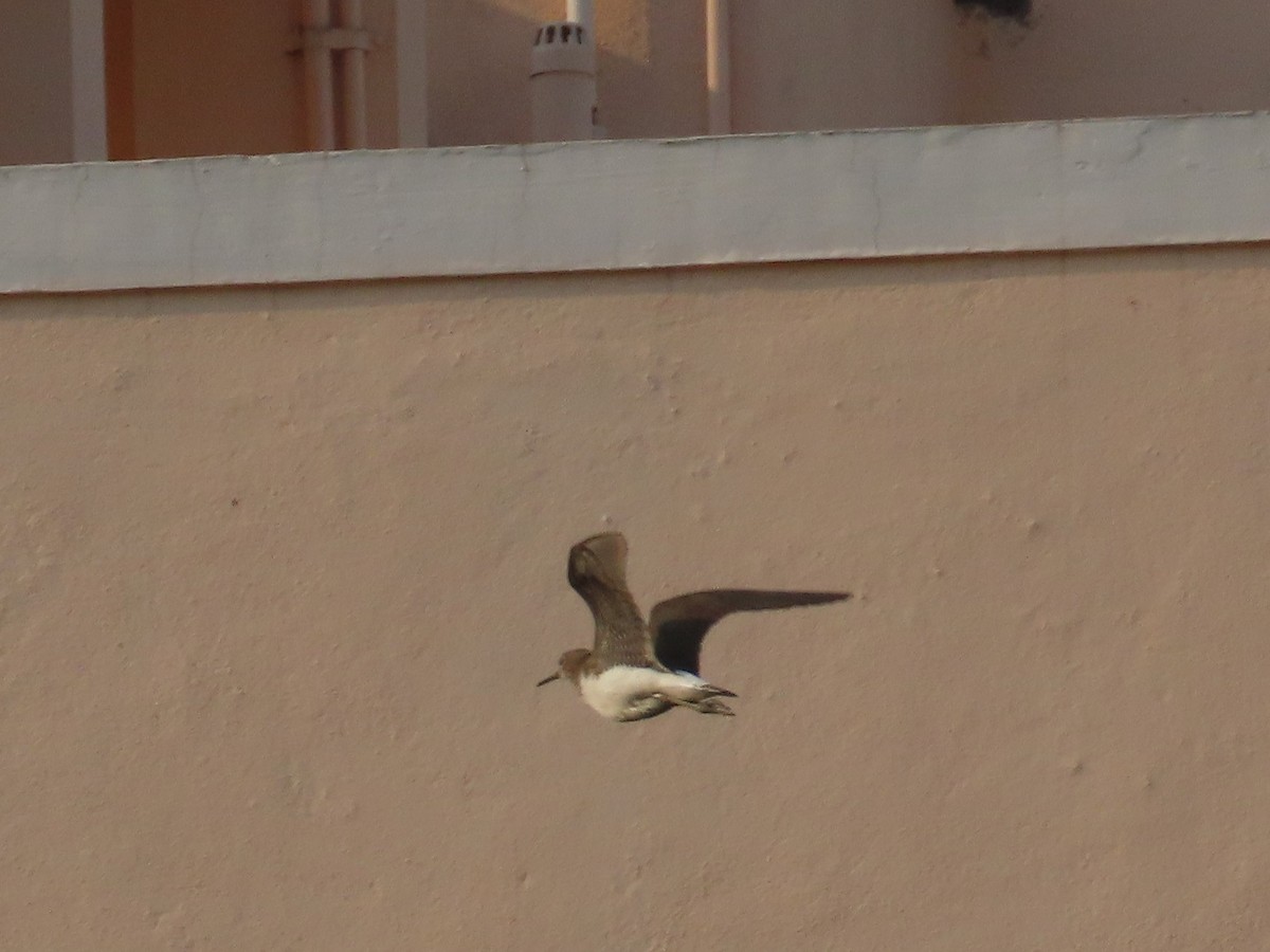 Common Sandpiper - ML646018835