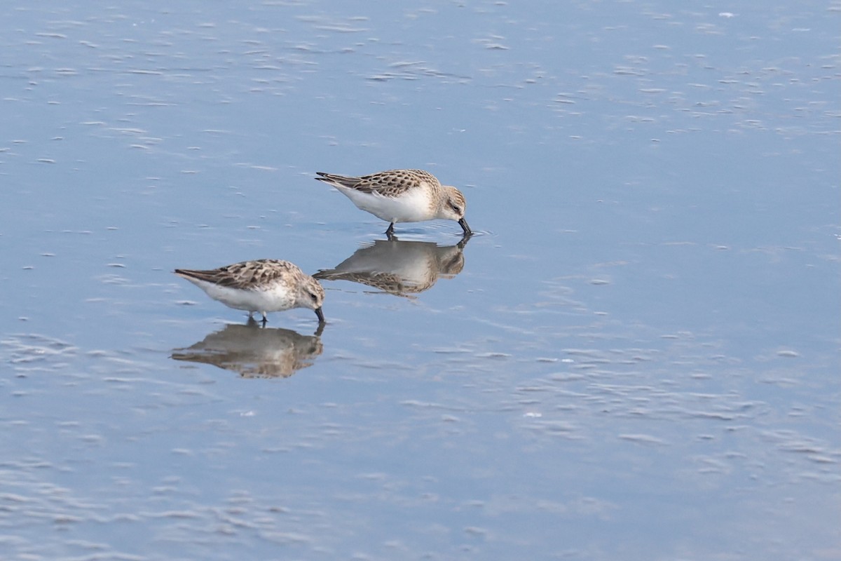 Semipalmated Sandpiper - ML646018845