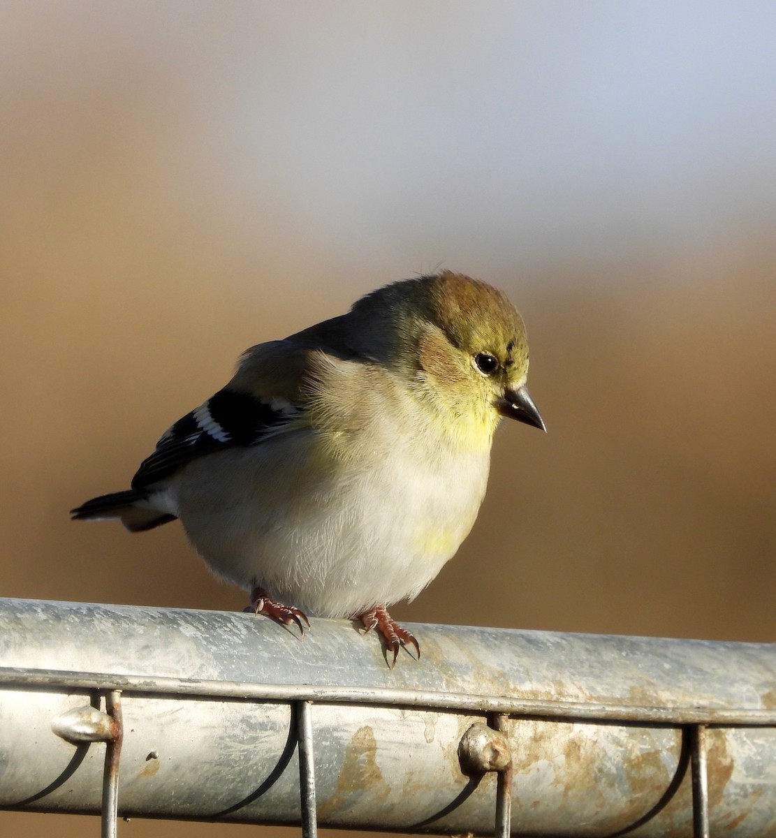 American Goldfinch - ML646018846