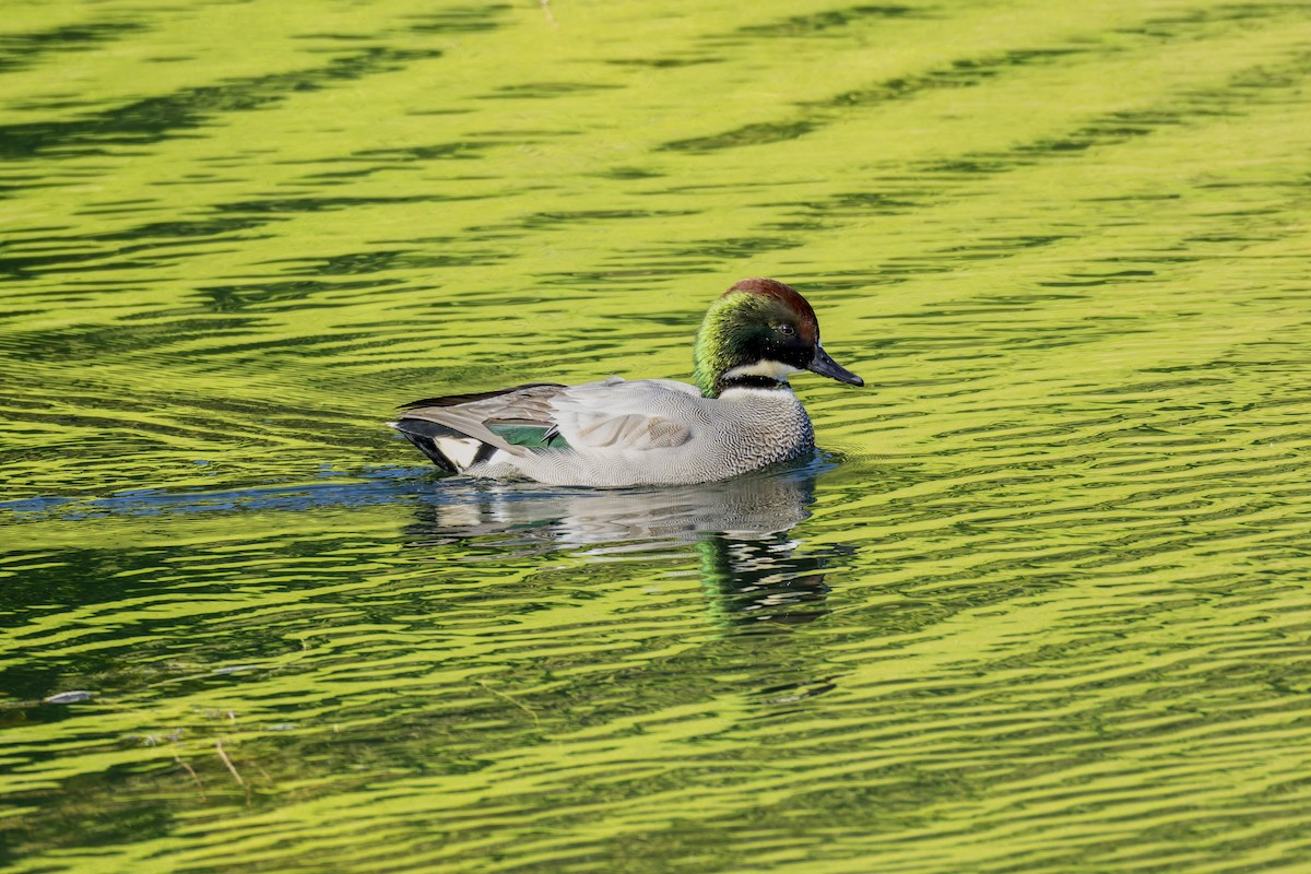 Falcated Duck - ML646018848