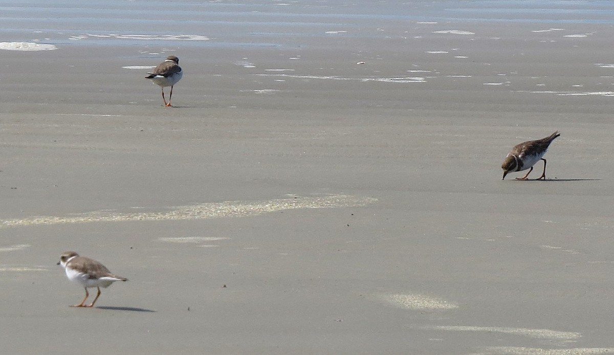 Semipalmated Plover - ML646018849