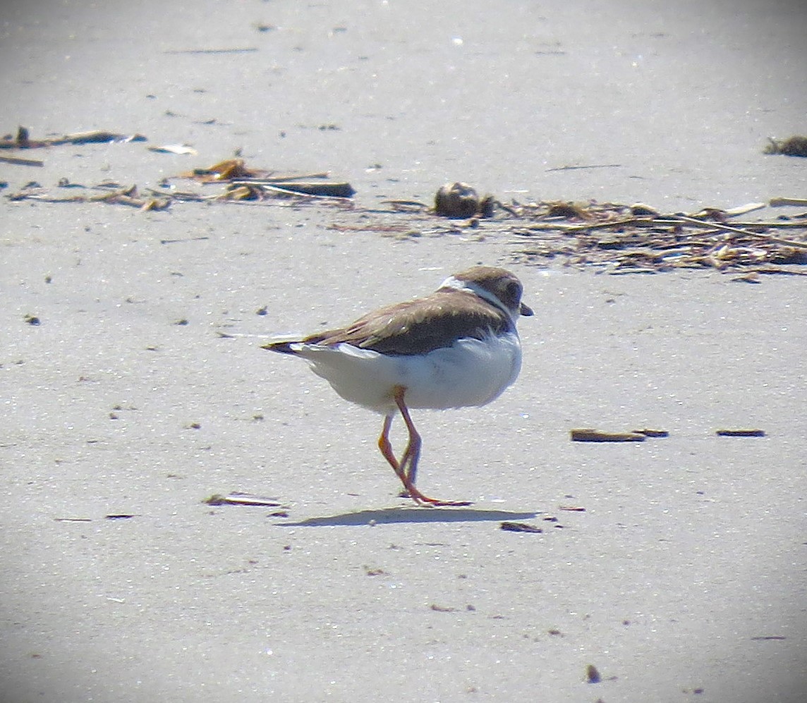 Semipalmated Plover - ML646018850