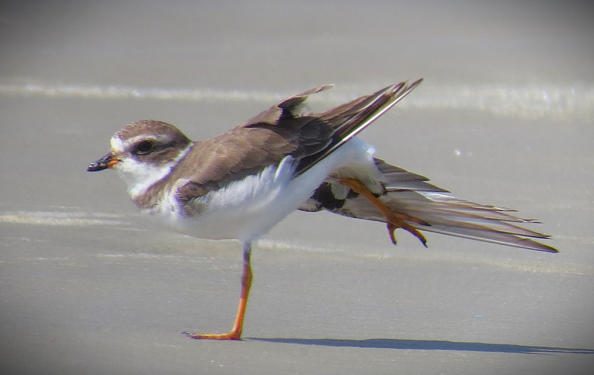 Semipalmated Plover - ML646018851