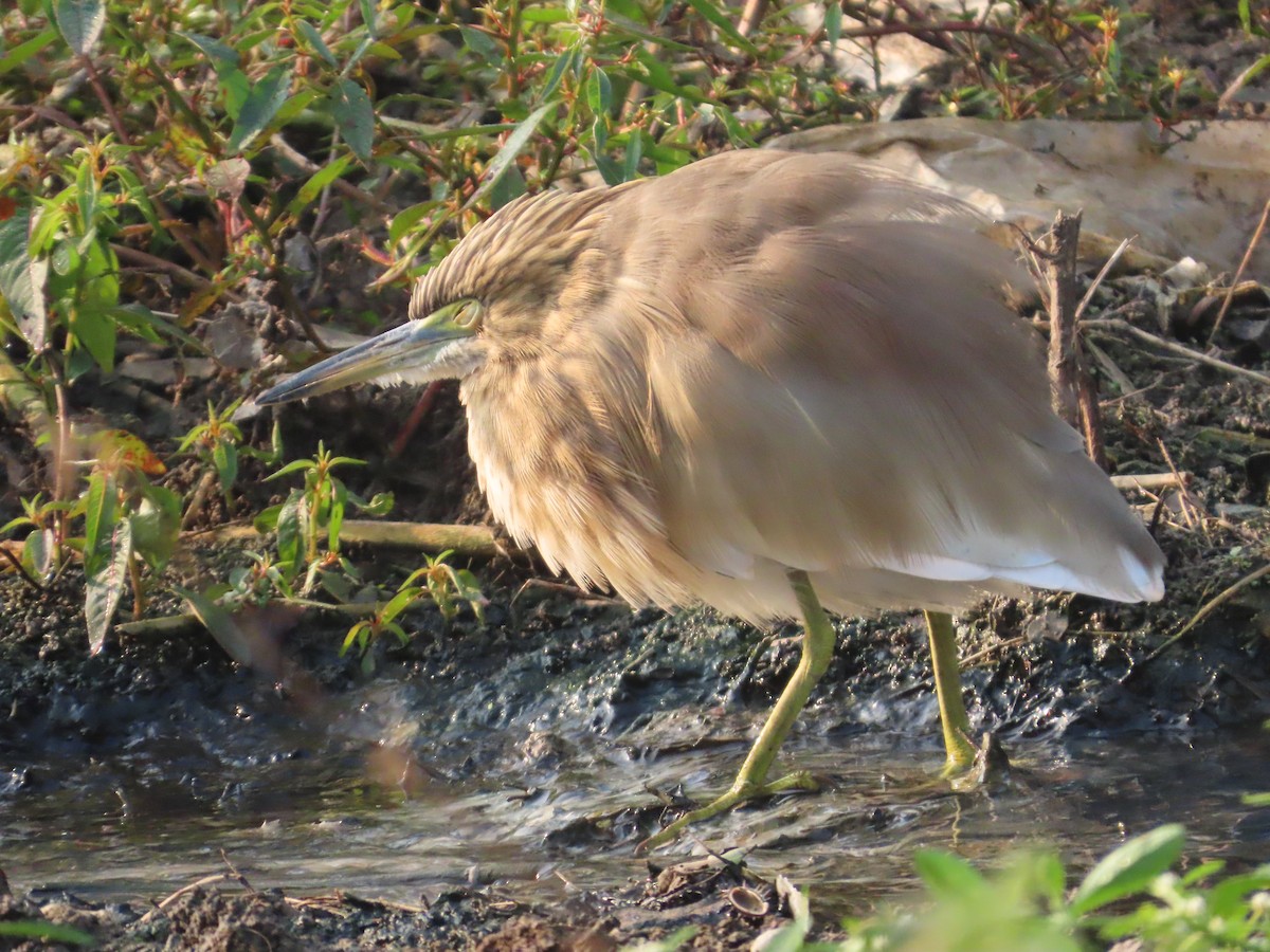 Indian Pond-Heron - ML646018852