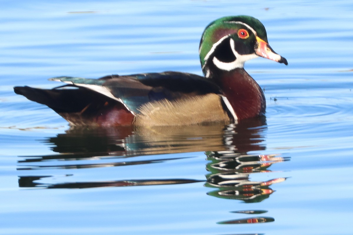 Wood Duck - ML646018853