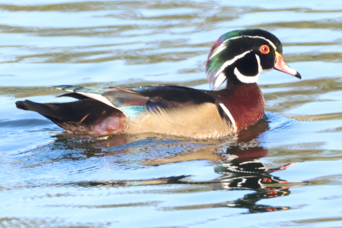 Wood Duck - ML646018854