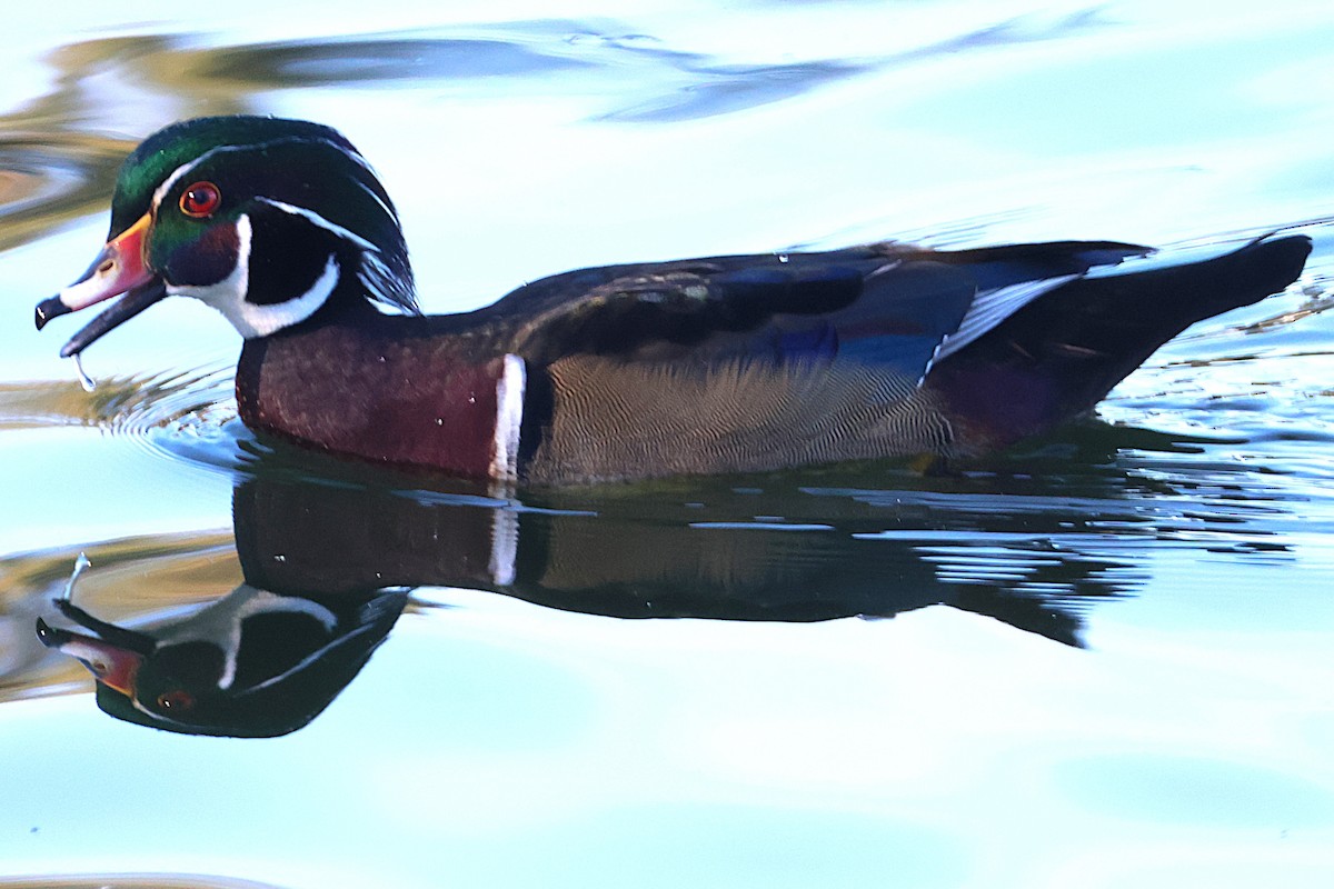 Wood Duck - ML646018855