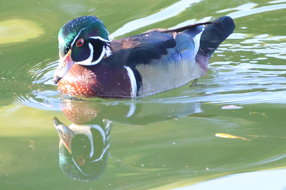 Wood Duck - ML646018856