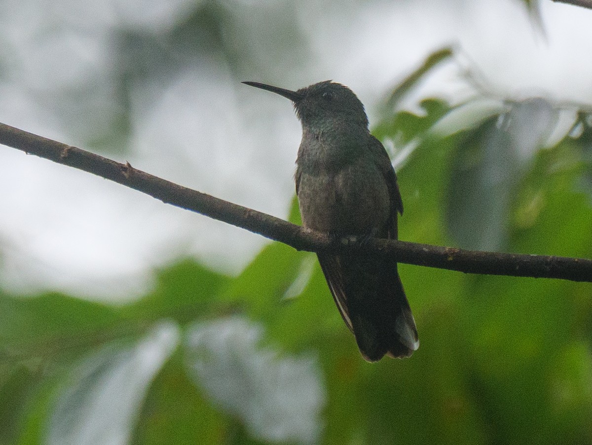 Scaly-breasted Hummingbird - ML646018857