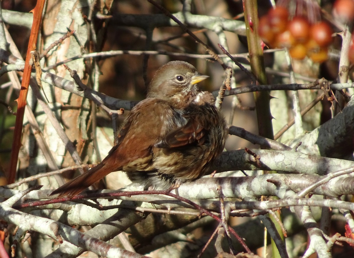 Song Sparrow - ML646018858