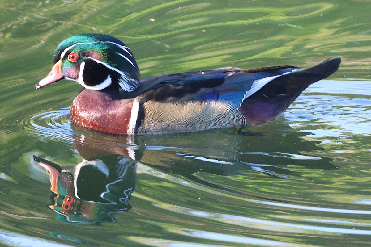 Wood Duck - ML646018859