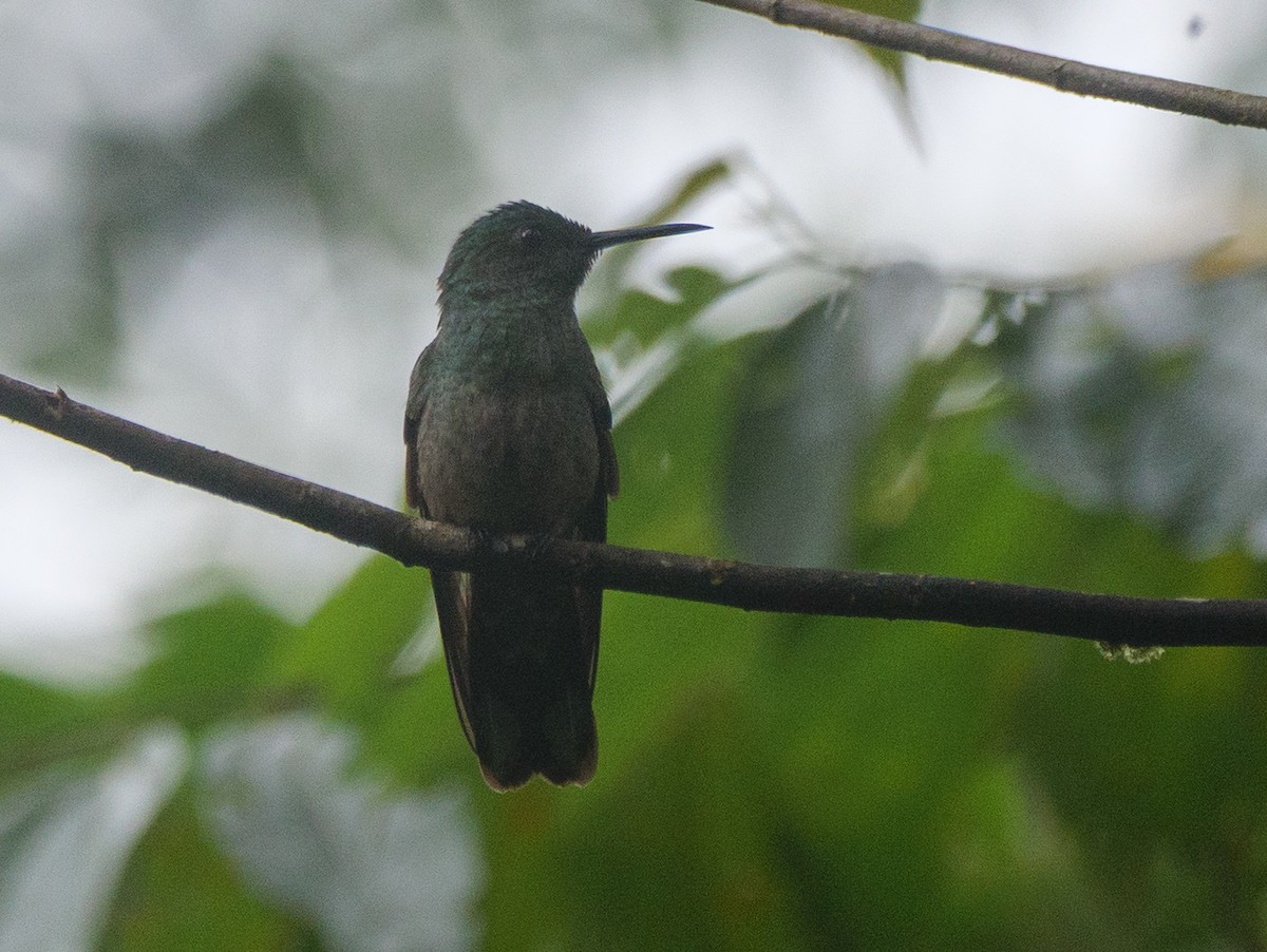 Scaly-breasted Hummingbird - ML646018860