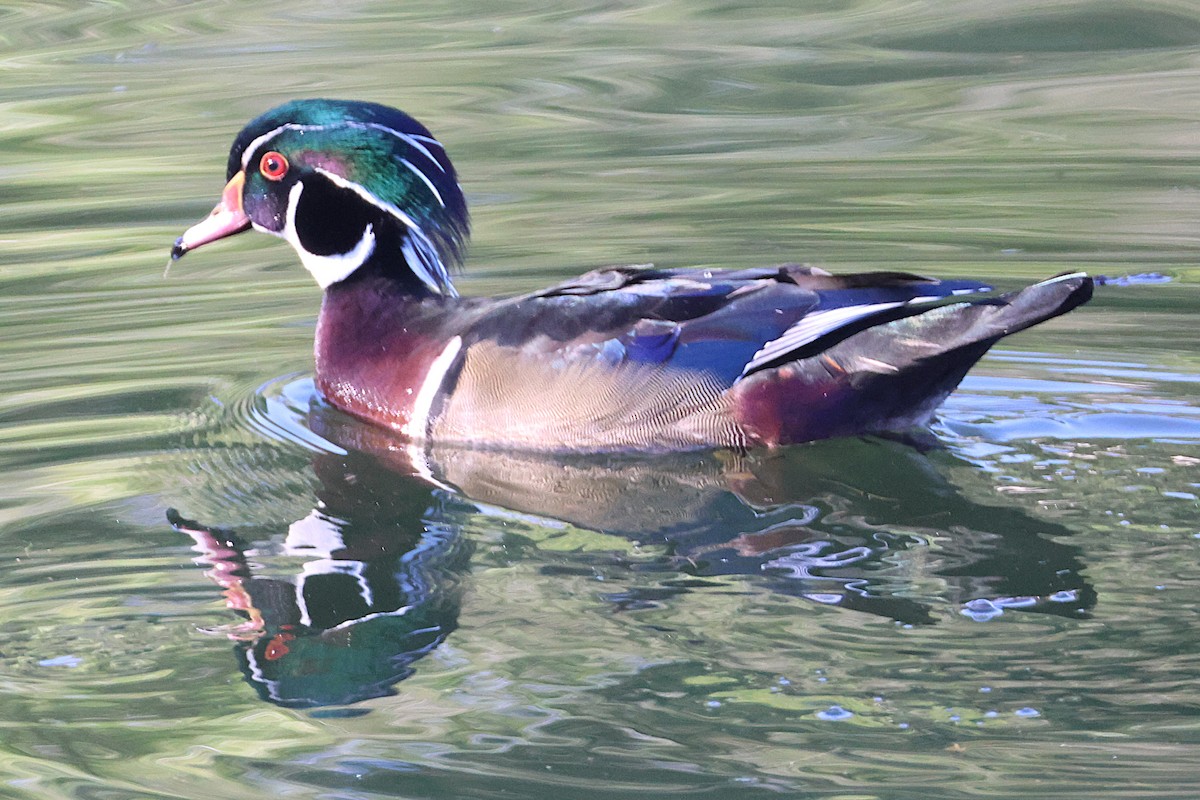 Wood Duck - ML646018861