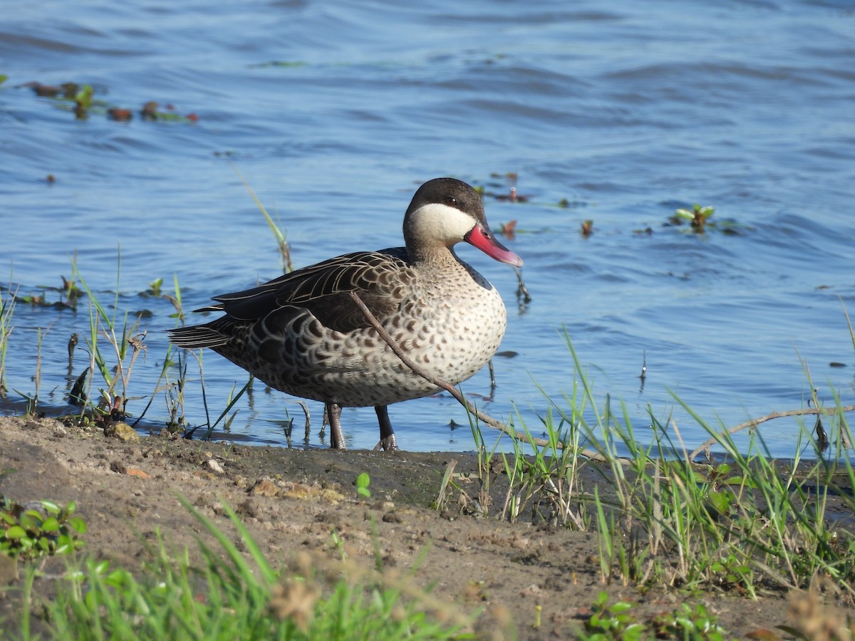 שרשיר אדום-מקור - ML646018864