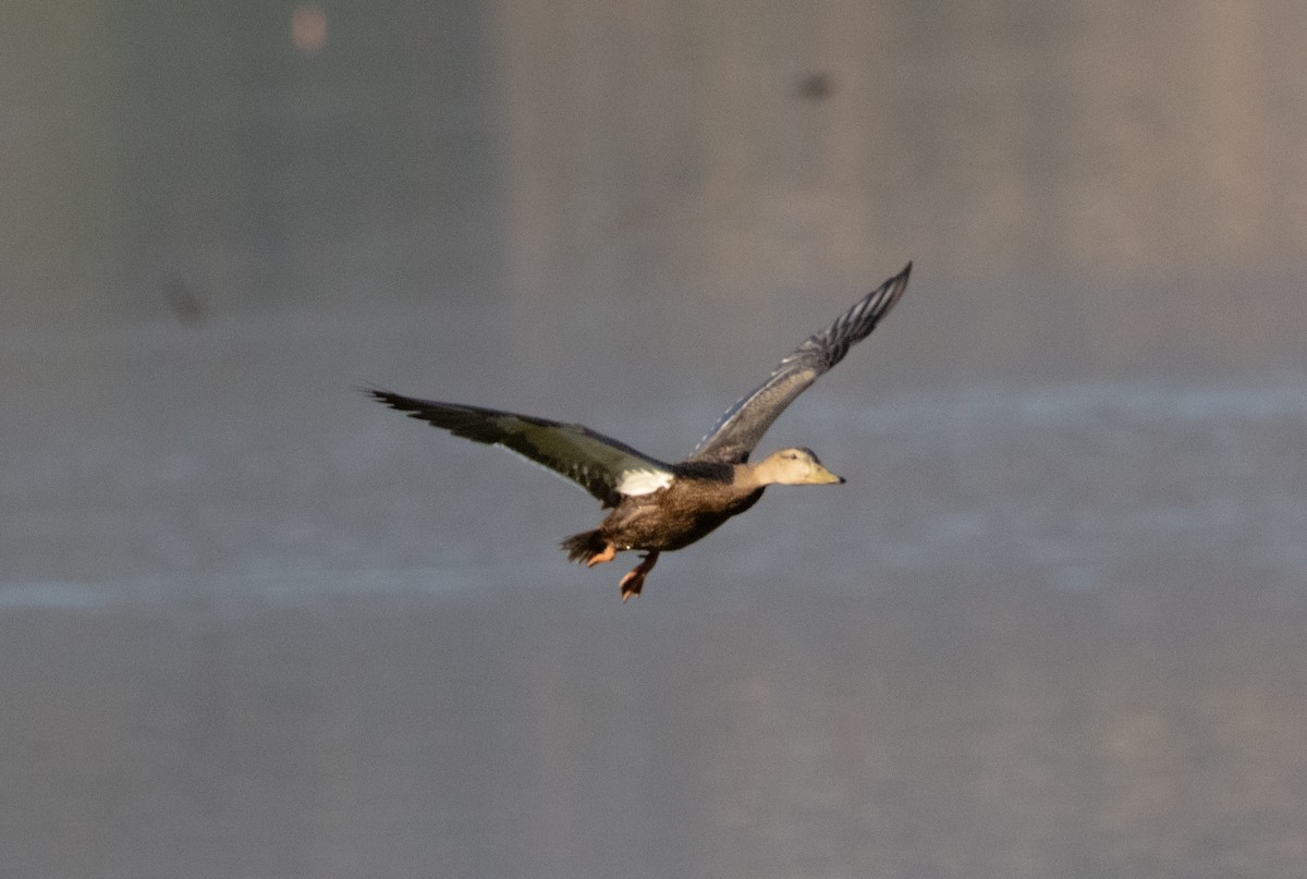 Mexican Duck - ML646018870