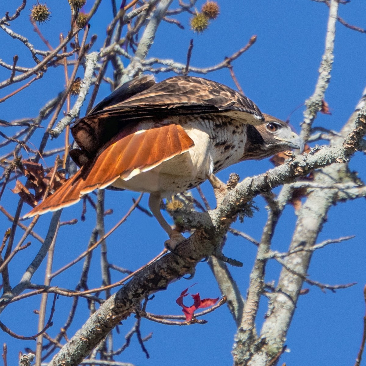 Краснохвостый канюк - ML646018871