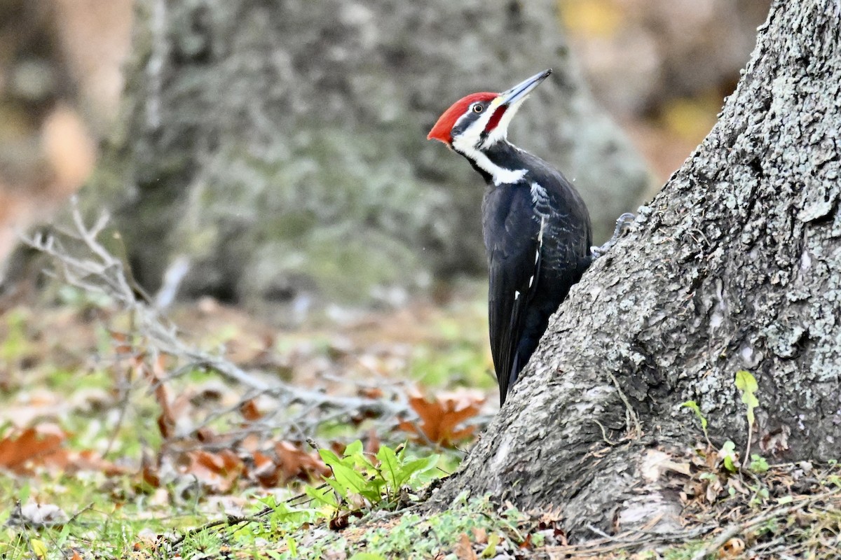 Жовна північна - ML646018872