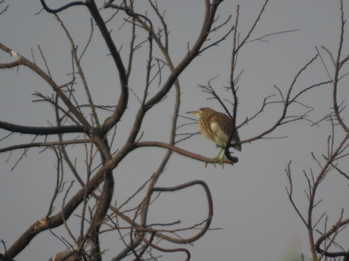 Garcilla India - ML646018873