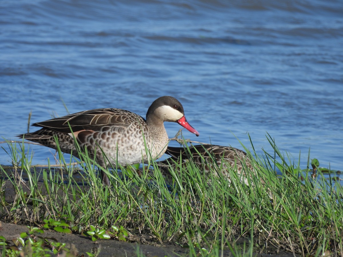 שרשיר אדום-מקור - ML646018880