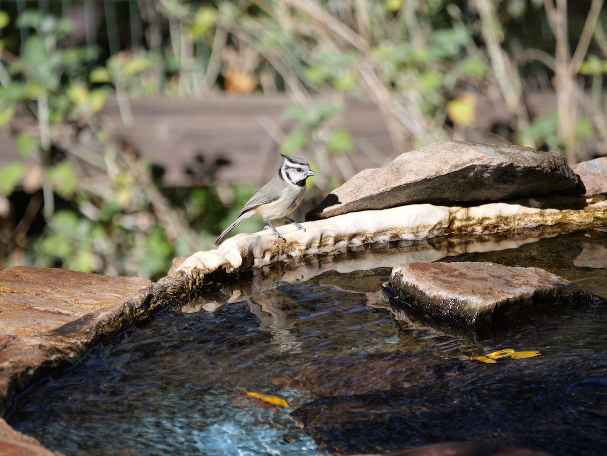 sýkora uzdičková - ML646018881