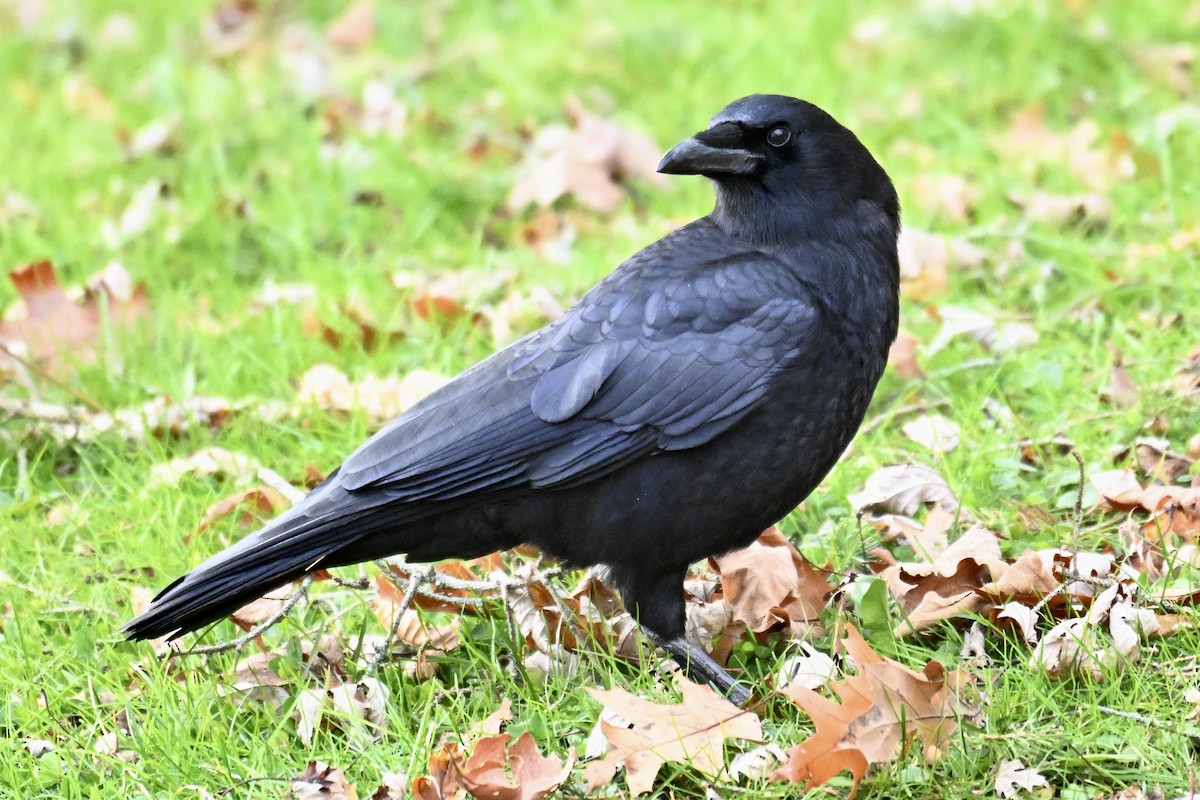 amerikakråke - ML646018887