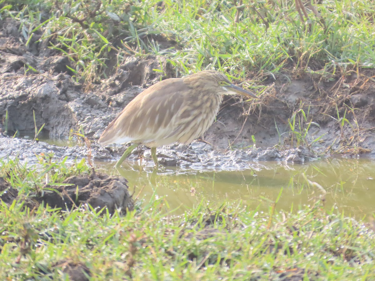 Garcilla India - ML646018889