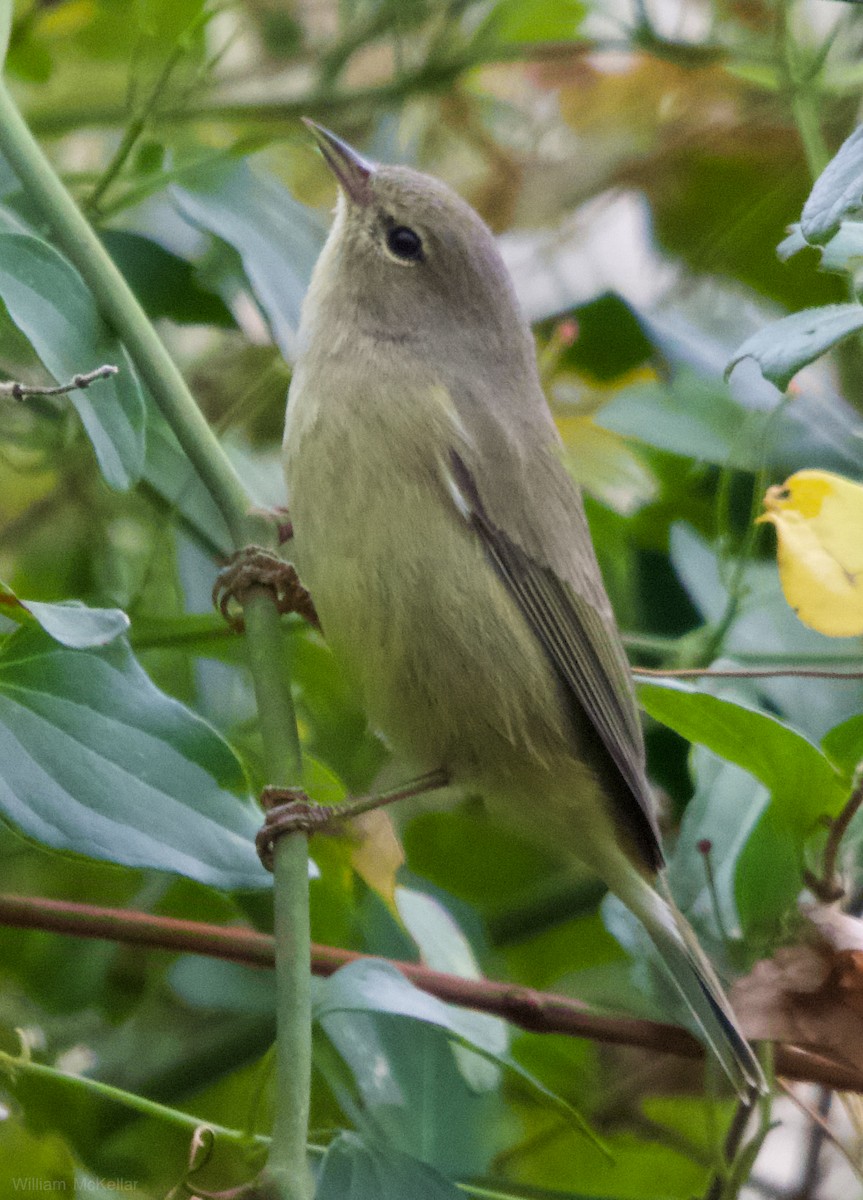 Orange-crowned Warbler - ML646018891