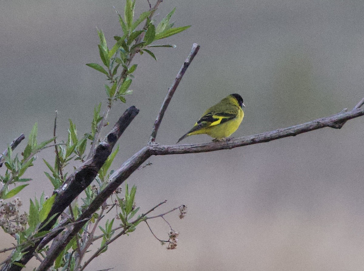 Hooded Siskin - ML646018892