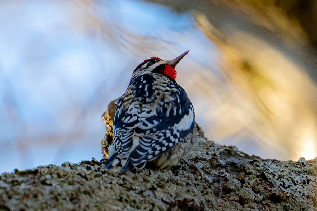Yellow-bellied Sapsucker - ML646018893
