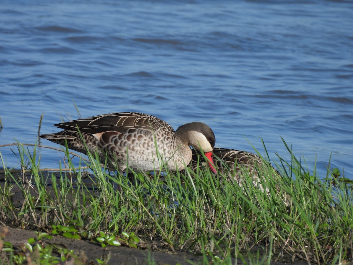 שרשיר אדום-מקור - ML646018894