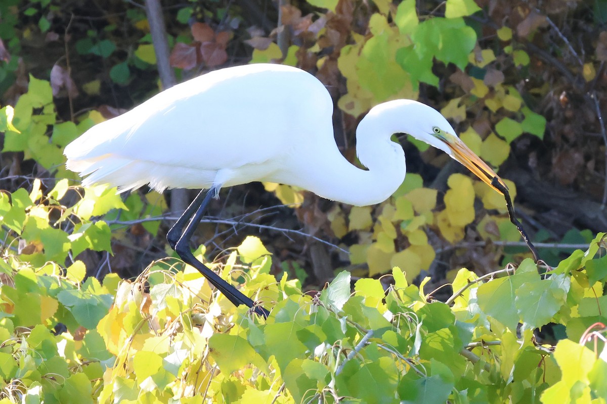 Garceta Grande - ML646018897