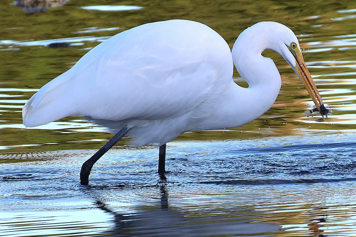 Garceta Grande - ML646018898