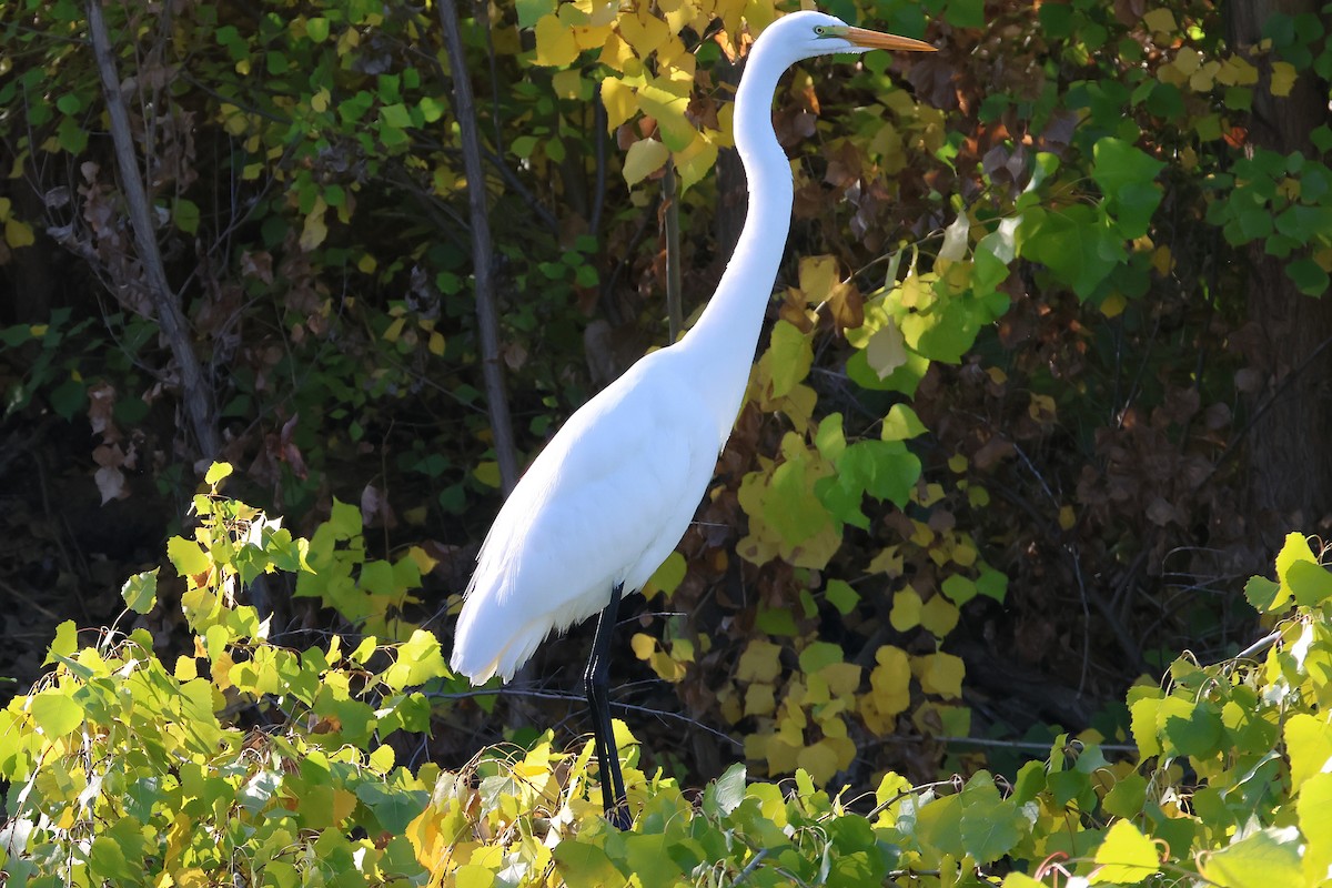 Garceta Grande - ML646018899