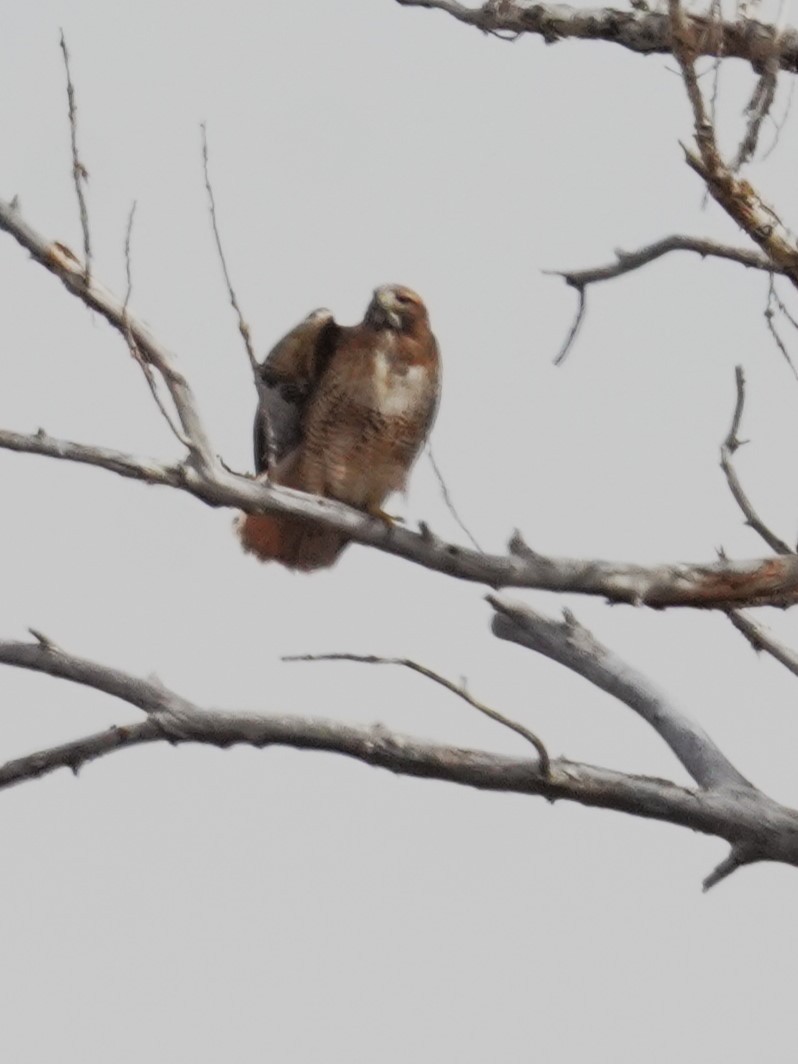 Краснохвостый канюк - ML646018905