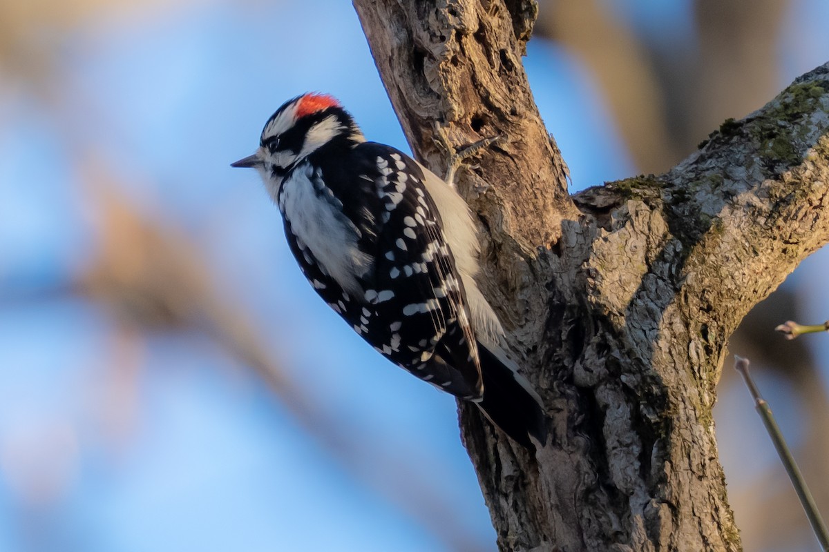 Downy Woodpecker - ML646018908