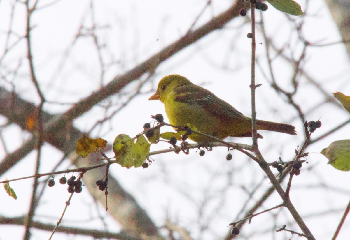 Western Tanager - ML646018909