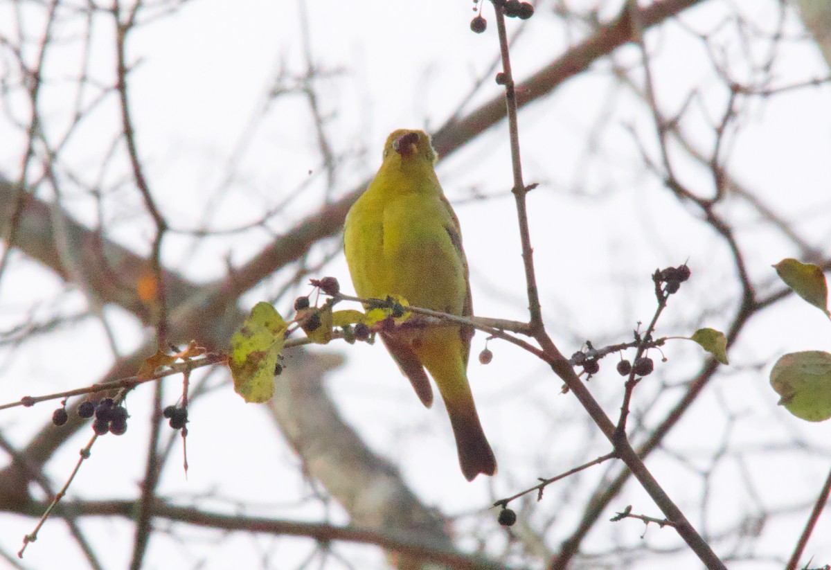 Western Tanager - ML646018910