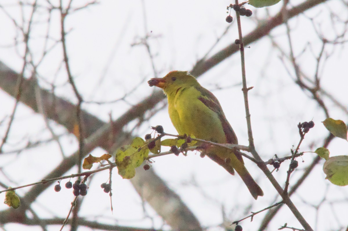 Western Tanager - ML646018911