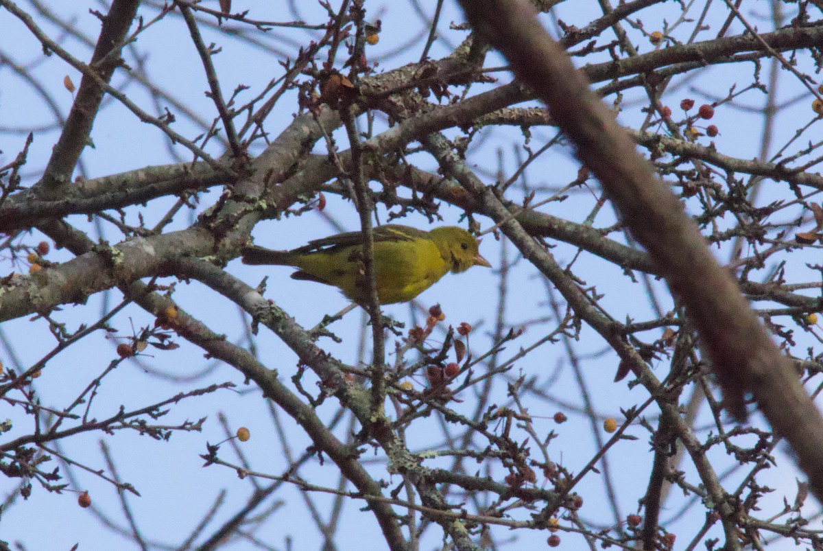 Western Tanager - ML646018912