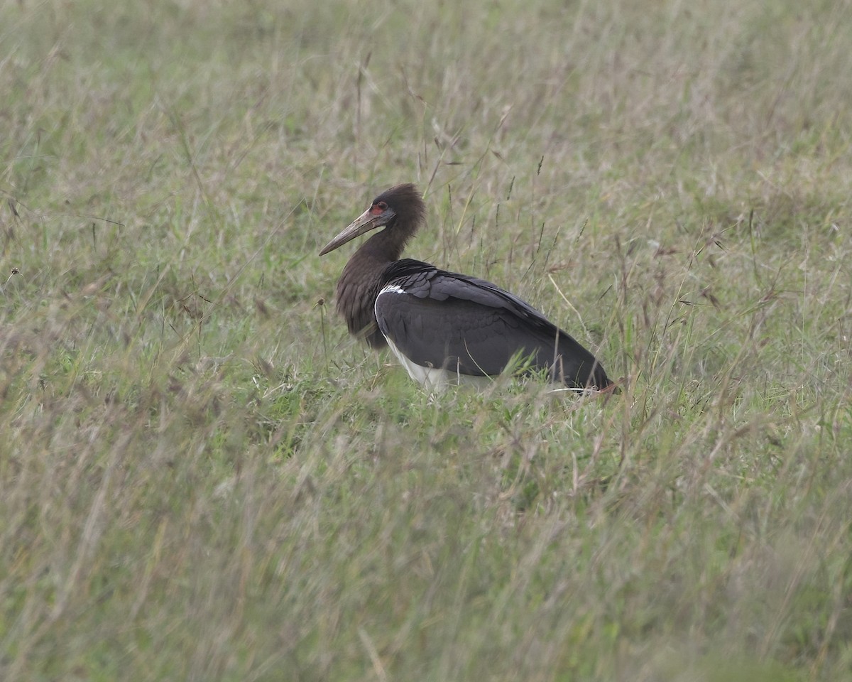 Abdim's Stork - ML646018918